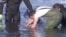 Elusive Whale Stranded Near Beach in Coastal Athens