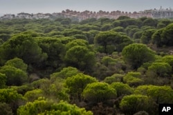 The Matalascanas town is seen in the horizon surrounded by the Doñana national park, southwest Spain, Wednesday, Oct. 19, 2022. Climate change hit Spain with record-high temperatures and a prolonged drought this year. (AP Photo/Bernat Armangue)