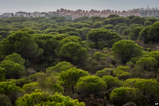 The Matalascanas town is seen in the horizon surrounded by the Doñana national park, southwest Spain, Wednesday, Oct. 19, 2022. Climate change hit Spain with record-high temperatures and a prolonged drought this year. (AP Photo/Bernat Armangue)