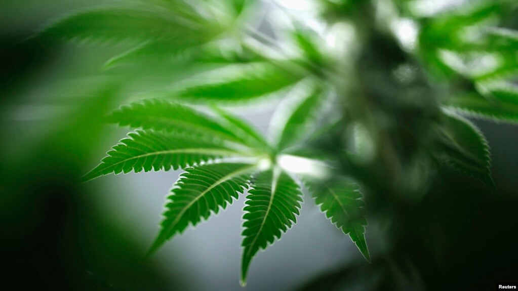 Pengguna Ganja Berisiko Tiga Kali Lipat Alami Kematian Akibat Darah Tinggi