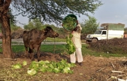 FILE - A farmer feeds iceberg lettuce to his buffalo during a 21-day nationwide lockdown to slow the spread of coronavirus disease, at Bhuinj village in Satara district in the western state of Maharashtra, India, April 1, 2020.