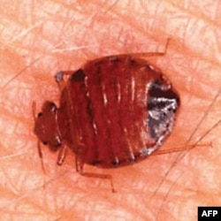 With Bedbugs, Some People See Pests, Others See Profits