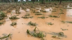 Koro marabolo la, dugu damadɔ minnu bɛ Barapirélie komini kɔnɔ, deguna sanjiba kɔfɛ.