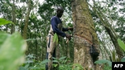 Un ouvrier dans une culture de hévéas, près d'Abidjan, le 7 novembre 2007.