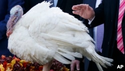 In this Nov. 21, 2017, photo, President Donald Trump pardons Drumstick during the National Thanksgiving Turkey Pardoning Ceremony in the Rose Garden of the White House in Washington. A poll shows more than a third of Americans dread the prospect of political talk over Thanksgiving. 
