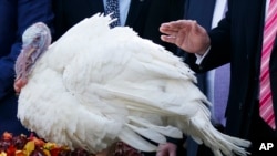川普总统星期二在白宫赦免两只火鸡