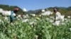 Diện tích trồng cây thẩu ở Afghanistan gia tăng