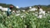 FILE - This undated handout photo received Oct. 31, 2012, from the UN Office on Drugs and Crime (UNODC) shows opium poppies in bloom in the hills of Myanmar's East Shan state.