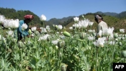 FILE - This undated handout photo received Oct. 31, 2012, from the UN Office on Drugs and Crime (UNODC) shows opium poppies in bloom in the hills of Myanmar's East Shan state.