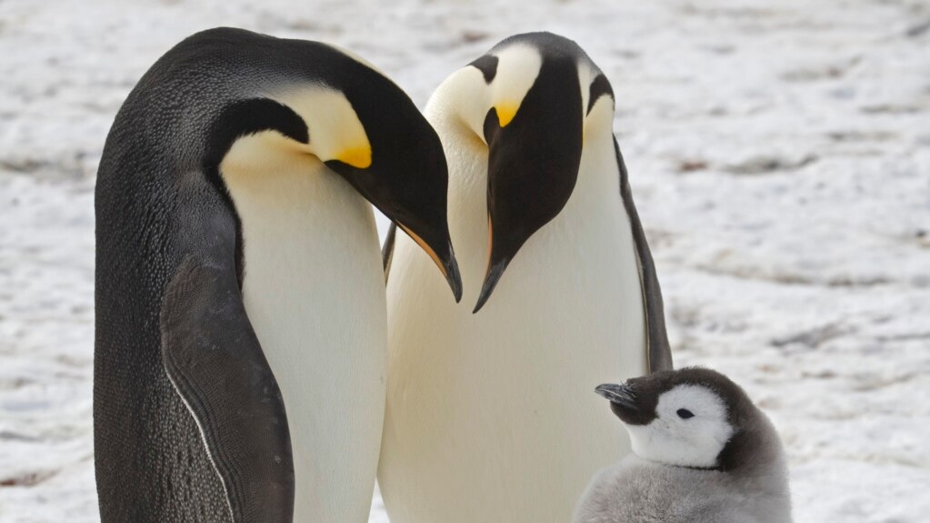 Scientists Find New Penguins Colonies in Antarctica
