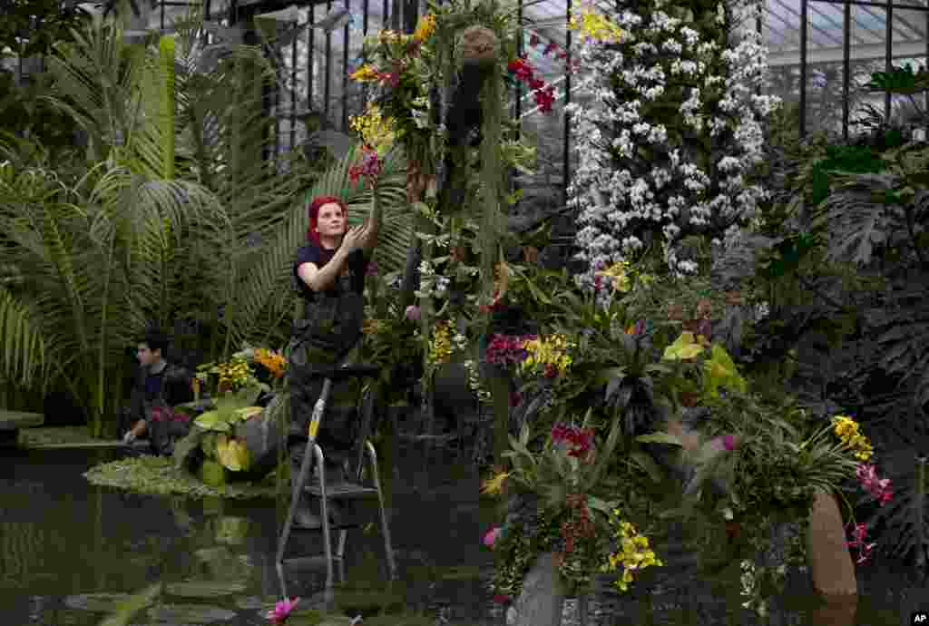 Ellie, seorang ahli holtikultura di Kew berdiri di anak tangga ketika ia mempersiapkan festival anggrek di Kebun Botanik Kew di London, Inggris. 