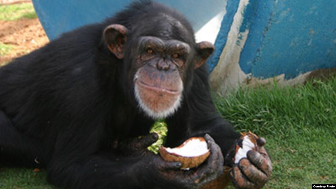 Pumpkin, a 24-year-old chimpanzee at the Alamogordo Primate Facility, N.M., loves coconuts and kiddie swimming pools. APF is a chimpanzee reserve where no research is conducted. (photo credit: NIH)