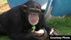 Pumpkin, a 24-year-old chimpanzee at the Alamogordo Primate Facility, N.M., loves coconuts and kiddie swimming pools. APF is a chimpanzee reserve where no research is conducted. (photo credit: NIH)