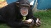 Pumpkin, a 24-year-old chimpanzee at the Alamogordo Primate Facility, N.M., loves coconuts and kiddie swimming pools. APF is a chimpanzee reserve where no research is conducted. (photo credit: NIH)