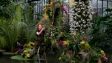 Ellie a horticulturist at Kew stands on a step ladder as she makes final adjustments during a media pre-view of an Orchid festival at Kew Botanical Gardens in London, Britian.