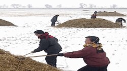 겨울철 논관리를 하는 북한의 협동농장원들 (자료사진)