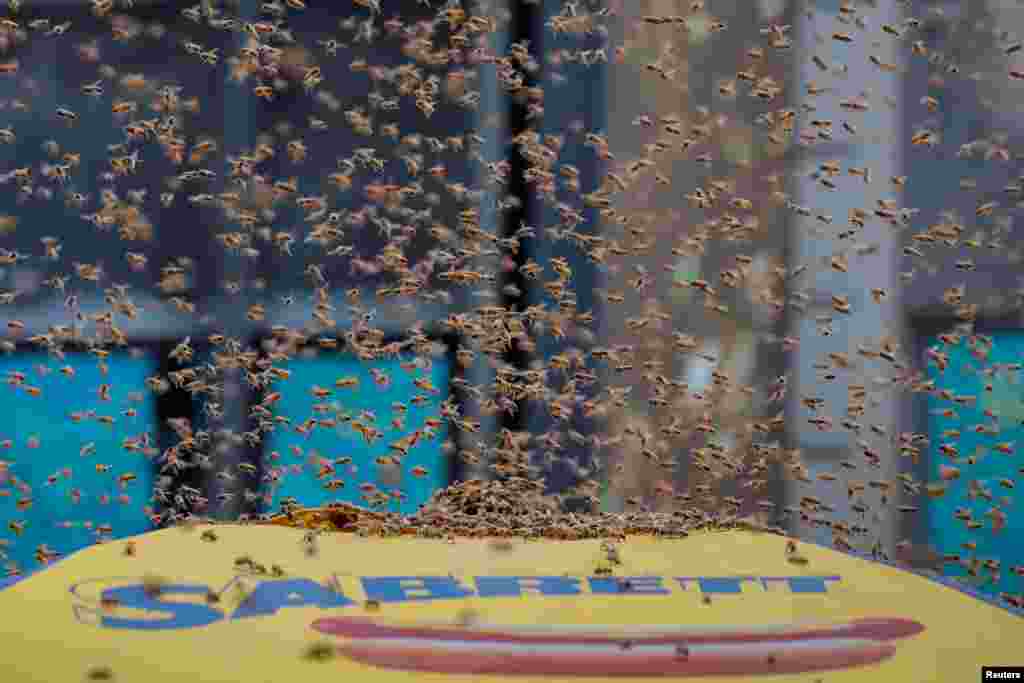 A swarm of bees land on a hot dog cart in Times Square in New York City, Aug. 28, 2018. About 30,000 bees, according to police, gathered atop the food cart's umbrella. It's unknown what attracted the bees to the umbrella. New York police cordoned off 43rd Street at 7th Avenue while the department's beekeeper vacuumed the insects into a bucket. It took the man about 20 minutes to vacuum up the bees.