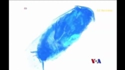 ပိုးဟပ်စက်ရုပ်