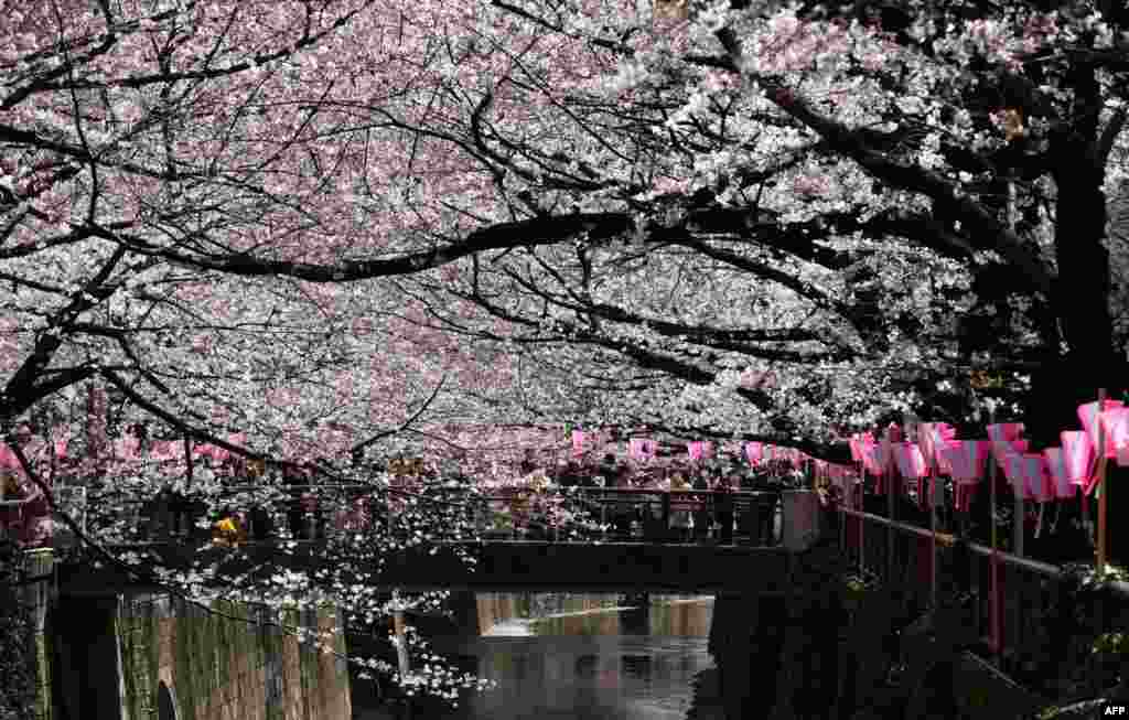 People walk under cherry blossoms in full bloom in Tokyo. The weather agency said this year&#39;s first blossoms appeared nine days earlier than average due to warm weather.