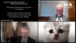 В Техасі адвокат випадково приєднався до засідання суду в Zoom із фільтром кота. Відео