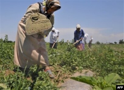 Ikki xorozni sorayotgan etuk ayolning pornosini tomosha qiling