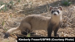 Recovery efforts have helped restore the black-footed ferret population to nearly 300 animals across North America, but threats remain.