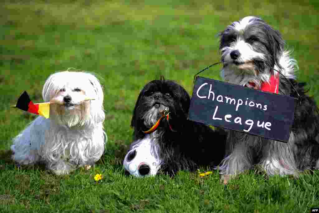 Trickdogs (L-R): Pepper, Ben and Tom Tom pose with a German flag, a whistle, a board rading &quot;Champions League&quot; and a mini football during a press conference to promote the fair &#39;dog and pet&#39; in Dortmund, western Germany. 