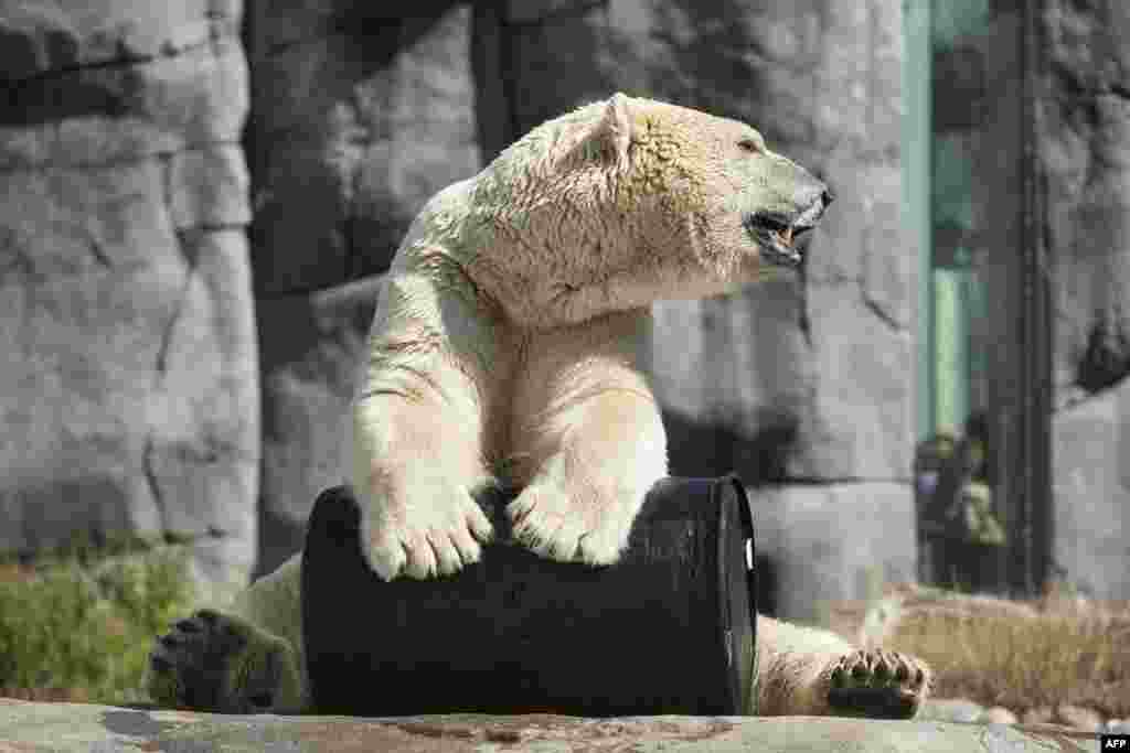 On a very hot day, a polar bear seats by a cold barrel in Copenhagen Zoo, Denmark.