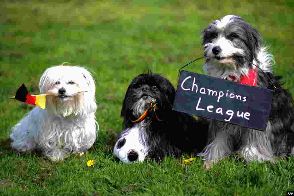 Tiga ekor anjing dari kiri ke kanan,&nbsp; Lada, Ben, dan Tom Tom berpose masing-masing dengan bendera Jerman, peluit, bola sepakbola kecil dan sebuah papan bertuliskan &#39;Liga Champions&#39; dalam sebuah konferensi pers untuk mempromosikan kondisi yang lebih baik untuk anjing dan hewan peliharaan di Dortmund, Jerman Barat.