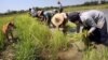 ကိုဗစ်ကပ်ဘေးကြောင့် မြန်မာလယ်သမားတွေ အထောက်အပံ့ရဖို့ ခက်ခဲနေ