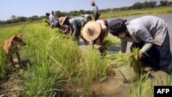 ရန်ကုန်တိုင်း တိုက်ကြီးမြို့နယ်ထဲက လယ်ယာလုပ်ငန်းခွင်တခုမှာ လုပ်ကိုင်နေကြတဲ့ လယ်ယာလုပ်သားများ။ (ဧပြီ ၄၊ ၂၀၀၈)