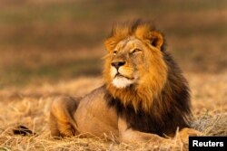 FILE - An eight-year-old male African lion rests on the plains of Kafue National Park, Zambia, September 19, 2020. (Courtesy of Sebastian Kennerknecht/Handout via REUTERS)