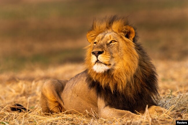 FILE - An eight-year-old male African lion rests on the plains of Kafue National Park, Zambia, September 19, 2020. (Courtesy of Sebastian Kennerknecht/Handout via REUTERS)