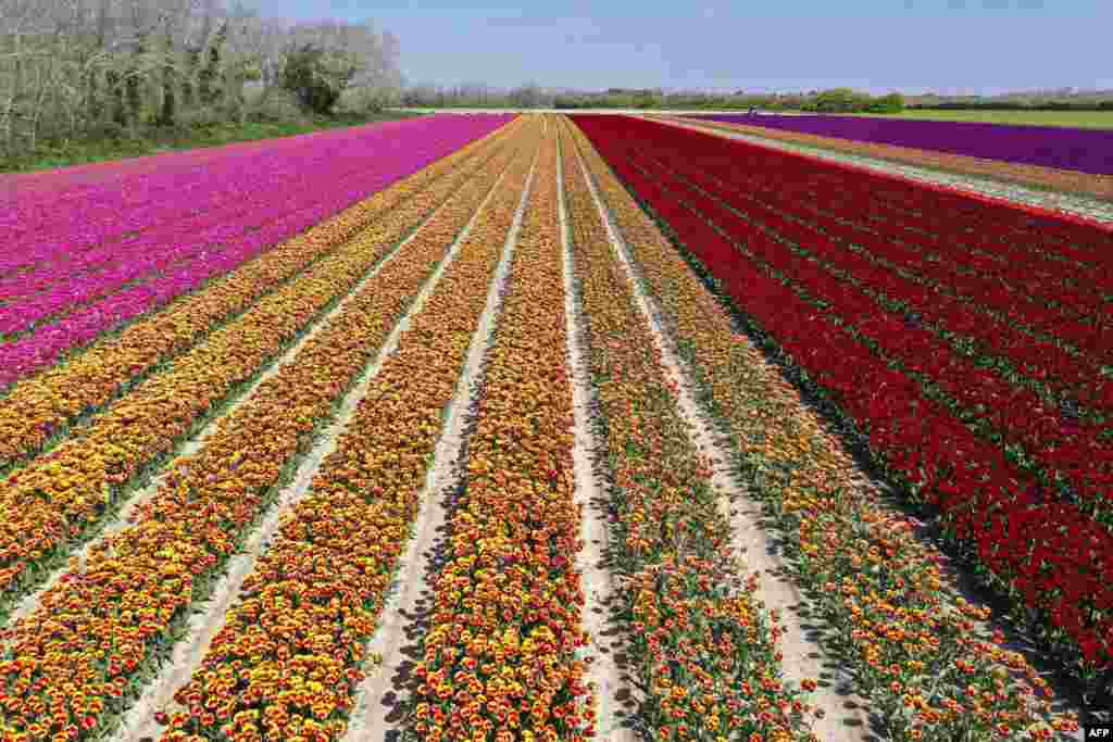 An aerial view shows tulip fields in Plomeur, western France.