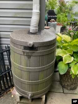 This image provided by Deborah Martin shows a rain barrel connected to a downspout in a garden on June 16, 2023, in Rockville Centre, N.Y. (Deborah Martin via AP)