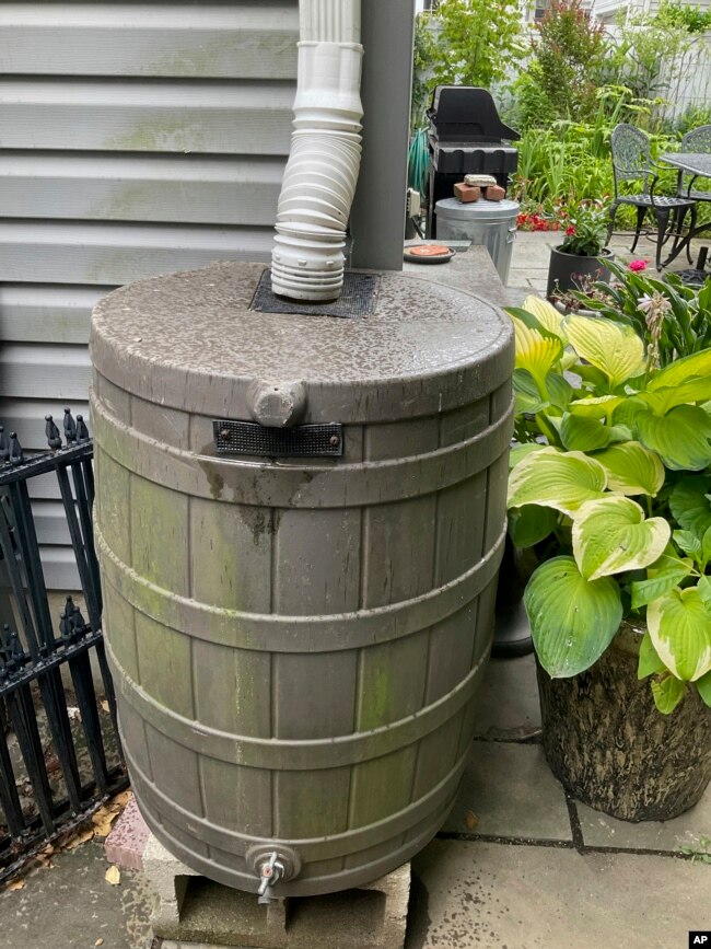 This image provided by Deborah Martin shows a rain barrel connected to a downspout in a garden on June 16, 2023, in Rockville Centre, N.Y. (Deborah Martin via AP)