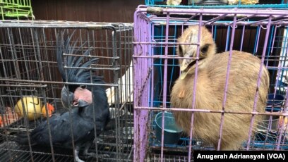 Polda Sumut Sita Belasan Satwa Endemik Papua Dan Maluku