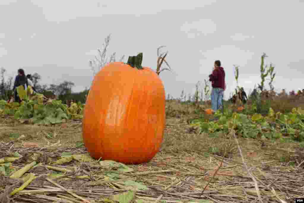 Como parte de las actividades tradicionales en EE.UU. vísperas al Día de Brujas o popular Halloween los niños disfrutan de ir al campo o granjas a recoger y elegir la calabaza con la que decorarán la casa.