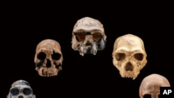 Five fossil human skulls show how the shape of the face and braincase of early humans changed over the past 2.5 million years.