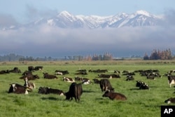 FILE - Dairy cows graze on a farm near Oxford, in the South Island of New Zealand on Oct. 8, 2018. (AP Photo/Mark Baker, File)