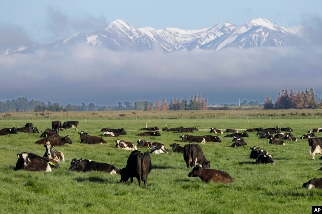 FILE - Dairy cows graze on a farm near Oxford, in the South Island of New Zealand on Oct. 8, 2018. (AP Photo/Mark Baker, File)