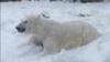 Wisconsin Zoo Polar Bear Relishes Early Snow