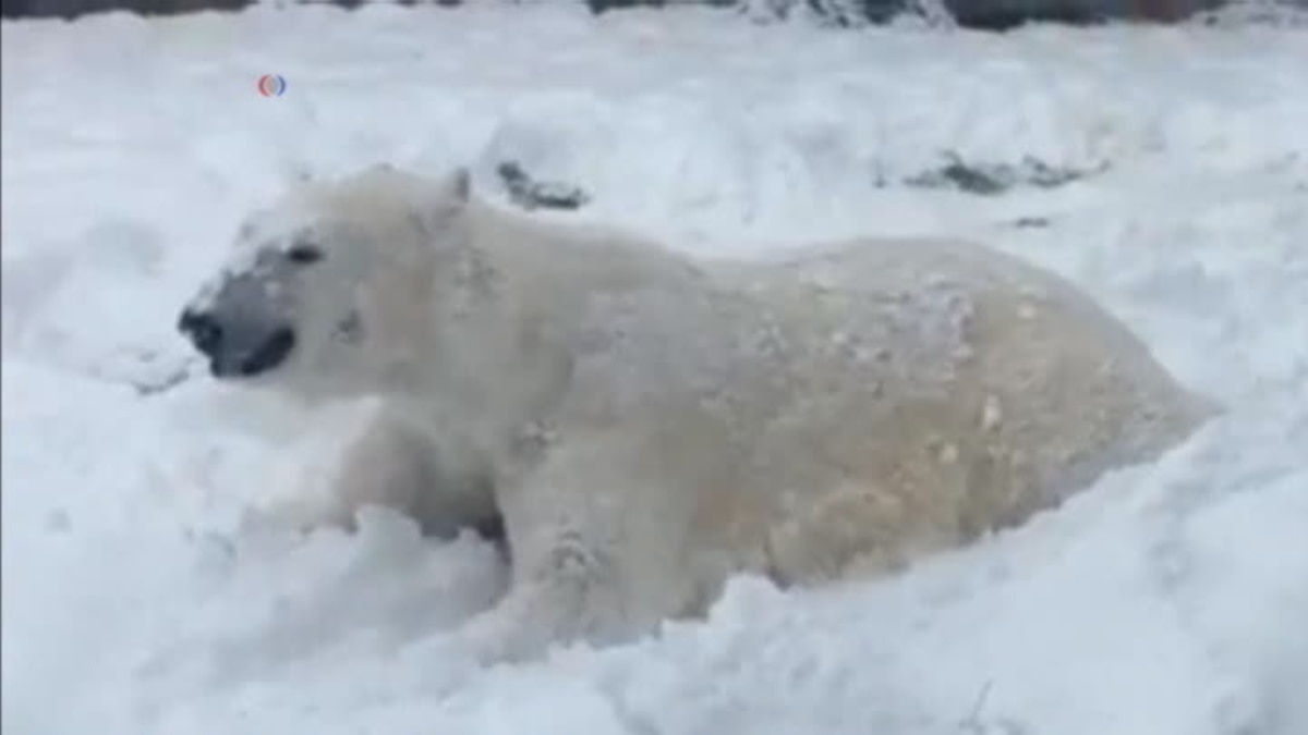 Beruang Kutub Kebun Binatang Wisconsin Menikmati Salju