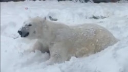 US Wisconsin Polar Bear
