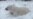 Wisconsin Zoo Polar Bear Relishes Early Snow