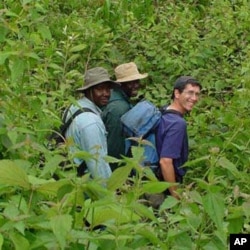 Agricultural researchers at a maize, plantain, and cassava nursery in southwestern Cameroon