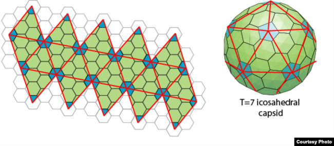 Cấu trúc với T=7 có tam giác lớn hơn. (Hình: The Viral Zone, viralzone.expasy.org)