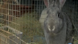 Africa’s New White Meat: Rabbit