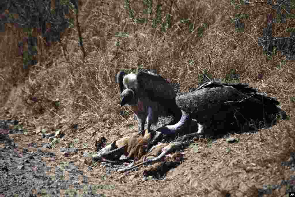 Des vautours à dos blanc africains se nourrissent de la carcasse d&#39;une gazelle pendant la saison sèche dans le parc national du Serengeti, 335 km (208 miles) au nord de Arusha, Tanzanie, le 11 août 2013.