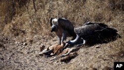 Vautours dans le parc du Serengeti en Tanzanie, août 2013. (AP Photo/Nariman El-Mofty)